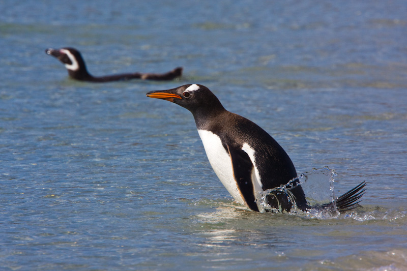 Gentoo Penguin Entering Water